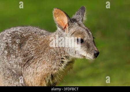 Ritratto di un wallaby tammar (Notamacropus eugenii) seduto nell'habitat naturale, Australia meridionale Foto Stock