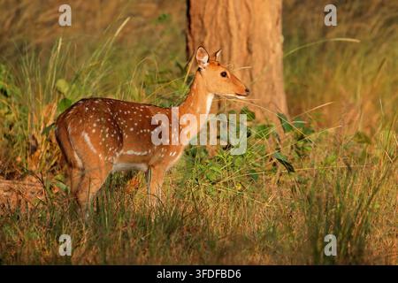 Cervi o cervo (asse dell'asse) macchiati in habitat naturale, Parco Nazionale di Kanha, India Foto Stock
