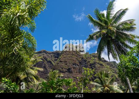 Un lussureggiante sentiero nella giungla attraverso la valle di Hakaui, Nuku Hiva, le isole Marchesi, la Polinesia francese. Torreggianti scogliere basaltiche e fitta vegetazione circondano il tra Foto Stock