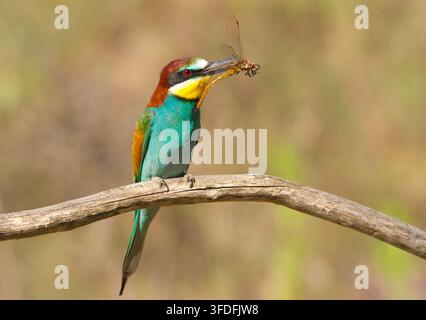 Capinera comune, Merops apiaster. Un uccello è posato su un ramo e tiene una libellula nel becco Foto Stock