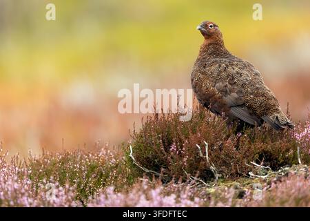 Maschio di gallo rosso, nome scientifico: Lagopus Lagopus Scotica, rivolto a sinistra e in piedi tra l’erica in fiore su una brughiera gestita per le pernici a Swaledale Foto Stock