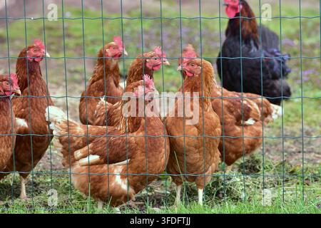 Galline marroni a libero raggio e un gallo nero in piedi dietro una recinzione di filo metallico in una fattoria rurale, che mostrano l'allevamento tradizionale di pollame, l'allevamento del bestiame e nat Foto Stock