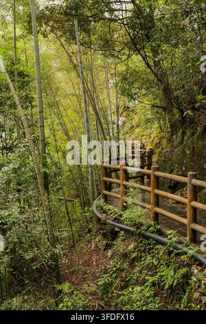 Stretta passerella di legno che si snoda attraverso una fitta foresta di bambù creando un tranquillo passaggio naturale circondato da vegetazione verde vibrante. Foto Stock