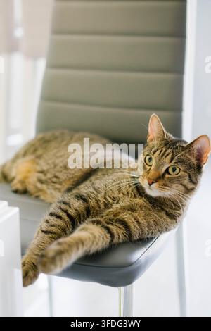 Gatto marrone tigrato che si rilassa su una sedia grigia moderna Foto Stock