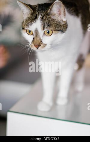 Gatto tigrato e bianco curioso che guarda giù da un tavolo Foto Stock