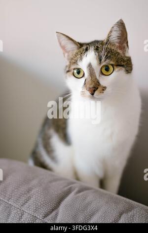 Gatto tigrato curioso con occhi gialli seduto su un divano Foto Stock