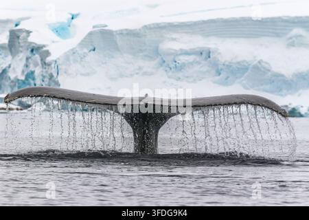 Humpback Whale, Wilhelmina Bay, Antartide, 13 Gennaio 2019 Foto Stock