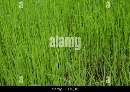 Giovani piante di riso verde che crescono fitte in un campo di risaia seminato a mano durante la stagione delle piogge nella campagna thailandese. Sviluppo precoce delle colture, terreno agricolo fertile Foto Stock