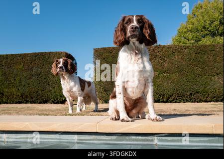 Springer Spaniel che gioca all'aperto Foto Stock