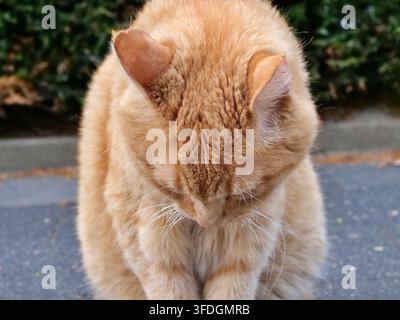 Prima piano dall'alto di un grazioso gatto domestico arancione con la testa abbassata, che mostra la texture dettagliata del suo folto pelo color zenzero, macchia bianca sul petto Foto Stock