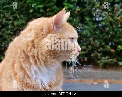 Scatto dettagliato di profilo di un gatto rosso e soffice all'aperto, che evidenzia il suo morbido mantello arancione, gli occhi espressivi e le lunghe baffi bianchi su uno sfondo naturale Foto Stock