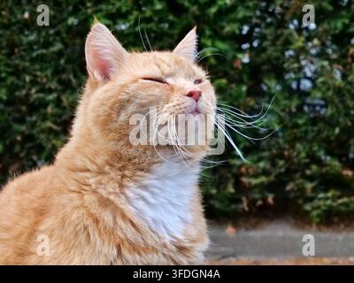Affascinante primo piano di un gatto tigrato arancione che inclina la testa verso l'alto con gli occhi delicatamente chiusi, godendosi un momento tranquillo al sole. Evidenzia un bianco lungo Foto Stock