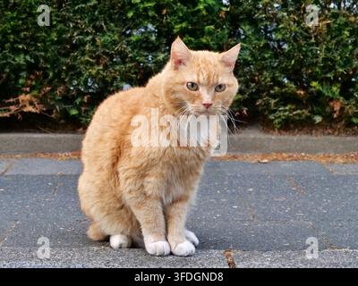 Scatto completo di un gatto domestico arancione e bianco seduto eretto su un marciapiede esterno. Il gatto guarda direttamente in avanti con un'espressione vigile, featu Foto Stock