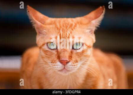 Primo piano di un gatto zampato con occhi verdi che fissa la fotocamera Foto Stock
