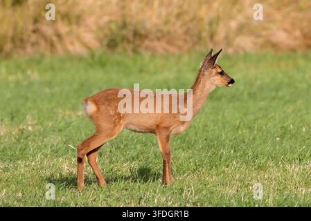 Giovane CAPRIOLO (Capreolus capreolus) cucciolo o capretto, UK. Foto Stock
