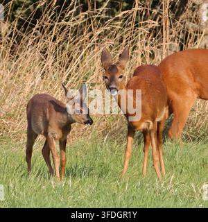 CAPRIOLO (Capreolus capreolus) femmina con cucciolo, Regno Unito. Foto Stock