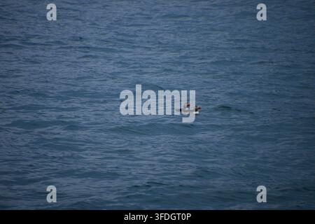 Due friggioni atlantici che riposano sull'acqua del mare. Foto Stock