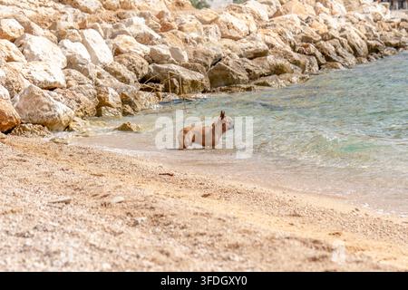 Buldog francese in piedi nell'acqua bassa del mare accanto alla riva rocciosa Foto Stock