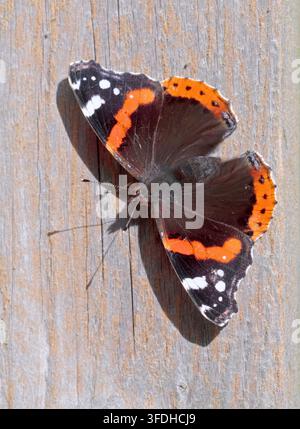 Farfalla dell'Ammiraglio Rosso (vanessa atalanta) Foto Stock