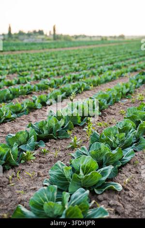 Cavoli verdi in crescita nelle file del campo, che mostrano l'agricoltura biologica e la coltivazione sostenibile di ortaggi Foto Stock