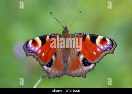 Farfalla pavone europea (Aglais io / Inachis io) che impollina fiori selvatici mentre si nutre di nettare da un fiore in estate Foto Stock