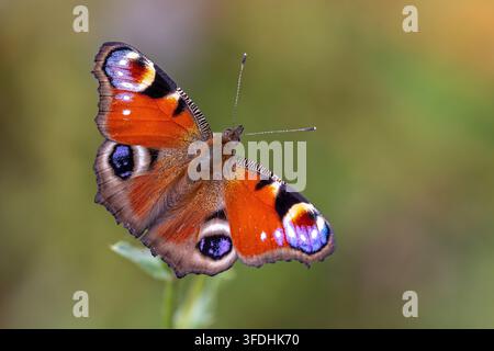 Farfalla pavone europea (Aglais io / Inachis io) che impollina fiori selvatici mentre si nutre di nettare da un fiore in estate Foto Stock