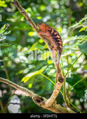 Camaleonte pantera che si arrampica su un ramo in una foresta tropicale di Nosy Komba, Madagascar Foto Stock