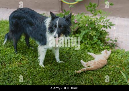 Cane bianco e nero in piedi sull'erba verde. Gattino arancione giace nelle vicinanze, giocoso e rilassato. Il cane guarda in basso con gentile curiosità. La scena cattura la pace Foto Stock