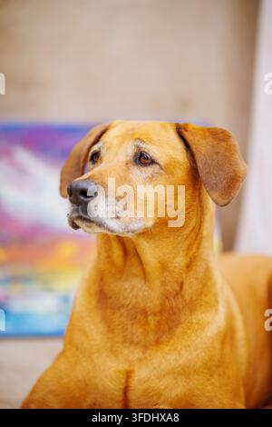 Cane Rhodesian Ridgeback dorato guarda pensieroso, orecchie morbide, occhi caldi. Ambientazione interna accogliente, dipinto colorato sfocato sullo sfondo. Postura rilassata, tranquillo Foto Stock