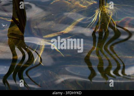Vista ravvicinata e chiara dei riflessi di canne sull'acqua increspata con le radici e l'area sott'acqua visibili Foto Stock