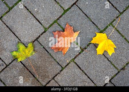 Tre foglie d'acero cadute in verde, arancione e giallo giacciono su pietre di pavimentazione grigie, illustrando la transizione dei colori autunnali e il cambiamento stagionale. Foto Stock