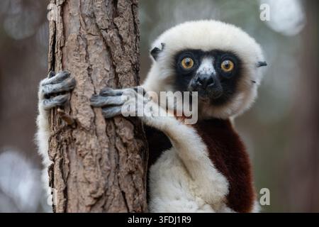 Un ritratto ravvicinato di un sifaka di Coquerel gravemente minacciato, isolato da uno sfondo con sfocato naturale in una giornata nuvolosa nel suo ambiente secco naturale Foto Stock