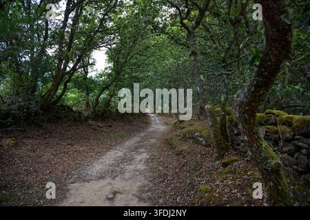 Il Camino del Norte segue un sentiero boschivo tranquillo fiancheggiato da mura di pietra coperte di muschio tra Baamonde e Miraz. Foto Stock