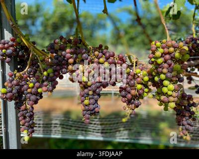 Grappoli d'uva in varie fasi di verai sono appesi alle viti in un vigneto soleggiato. Il frutto varia dal verde al rosa, rosso e viola scuro a Foto Stock