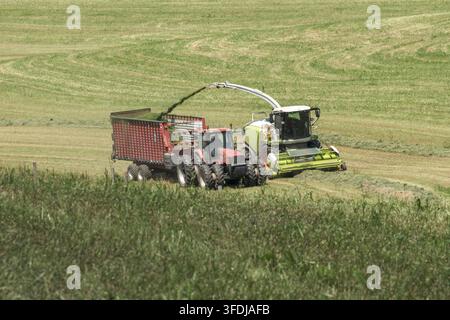 Una mietitrice autopropulsa taglia il foraggio verde e lo carica in un carrello di cereali trainato da un trattore, lavorando su una fattoria verde e ondulata Foto Stock