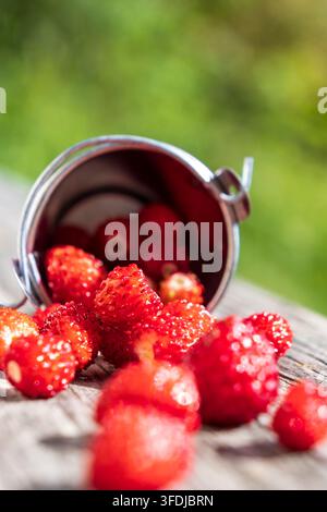 Prima vista di fragole di bosco succose appena raccolte che fuoriescono da un piccolo contenitore di metallo sul legno sotto una luce estiva brillante. Foto Stock