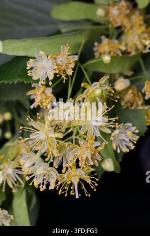 Macro verticale di un grappolo di fiori di tiglio con fiori aperti e foglie verdi su sfondo scuro. Ideale per confezioni di tè alle erbe e naturopatia Foto Stock
