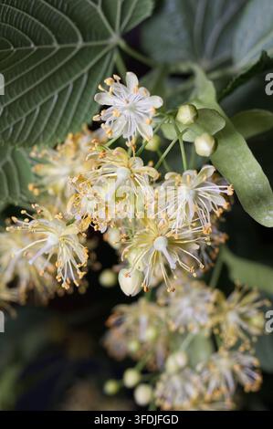 Prima verticale di fiori di tiglio aperti che mostrano gli stami e i petali su sfondo scuro. Fotografia macro per naturopatia, erboristeria e tè. Foto Stock