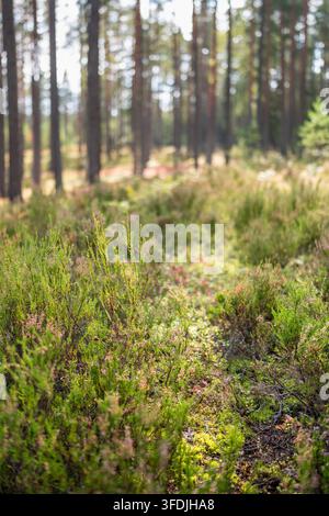 Sentiero attraverso l'erica in una foresta di pini autunnale all'inizio dell'autunno. Stagione autunnale nel bosco Foto Stock