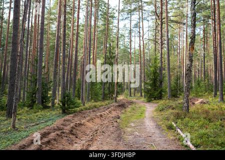 Strada sterrata illuminata dal sole e fossato di drenaggio che attraversano un tranquillo paesaggio di foresta di pini all'inizio dell'autunno Foto Stock
