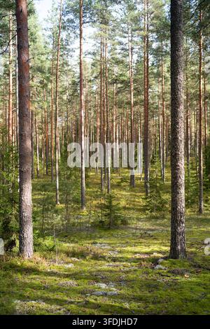 Stagione autunnale. Foresta di pini illuminata dal sole con alberi alti e terreno coperto di muschio in una tranquilla area boschiva naturale Foto Stock