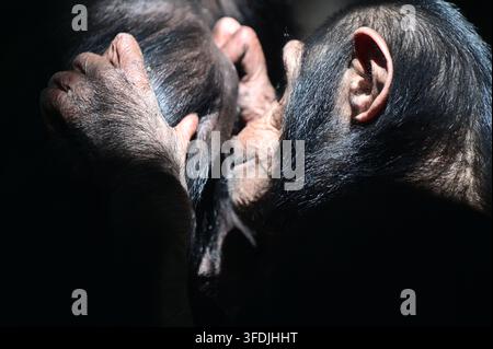 Scimpanzé femmina (Pan troglodytes) che fa la toeletta a uno scimpanzé maschio, un grande primate Foto Stock