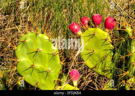 Frutti di fico d’India rossi e maturi crescono su un cuscinetto di cactus verde e spinoso, le loro spine brillano alla luce dorata del controsole su uno sfondo erboso sfocato. Foto Stock