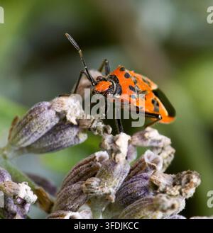 Cimice Rossa e Nera allo Scudo Corizus hyoscyami Foto Stock