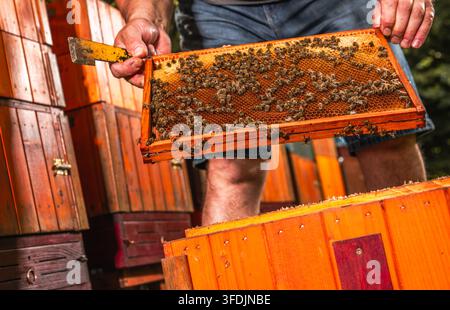 Un apicoltore tiene una cornice di alveare in legno ricoperta di api sopra un alveare aperto. Nella vista ravvicinata sono visibili le cellule del miele e uno strumento per l'alveare. Foto Stock
