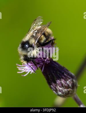 Fotografia macro in primo piano di un bombus che cerca cibo su un fiore selvatico di cardo viola (Cirsium vulgare) nell'area selvaggia di Absaroka, Wyoming. Foto Stock