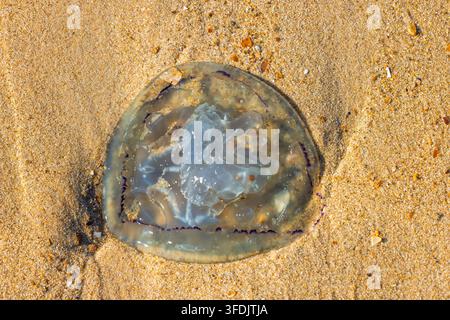 Medeusa, organismo marino gelatinoso arenato su una spiaggia di sabbia dorata, creando uno sfondo astratto testurizzato e naturale alla luce del sole. Ostenda, un Foto Stock