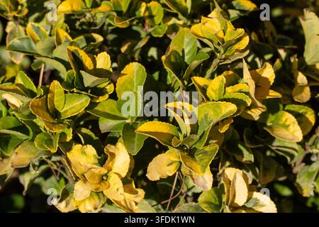 Prima vista di foglie di Spindle giapponese variegato dorato (Euonymus japonicus) Foto Stock