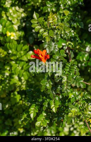 Fiore vivace di Orange Cape Honeysuckle (Tecomaria capensis) alla luce intensa del sole Foto Stock