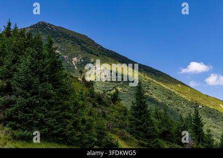 Una collina ricoperta di sempreverdi si innalza fino a una cresta alta sotto un cielo impeccabile. Radure illuminate dal sole e affioramenti rocciosi aggiungono dettagli mentre i pendii boscosi promettono Foto Stock